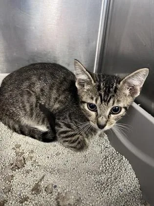 A baby small-sized male Domestic Short Hair cat named Cheerio for adoption in Houston, TX