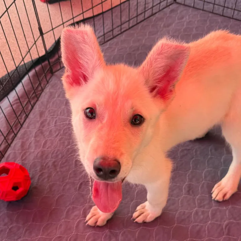 A young medium-sized male White / Cream Husky dog named Andy for adoption in Hattiesburg, MS