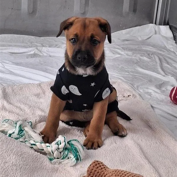 A baby medium-sized female Brown / Chocolate Shepherd dog named Lori for adoption in Freeport, FL