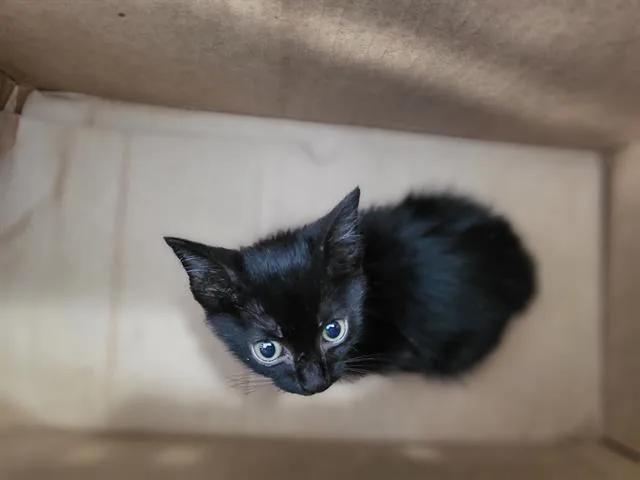 A baby medium-sized male Domestic Short Hair cat named Andres for adoption in Dallas, TX