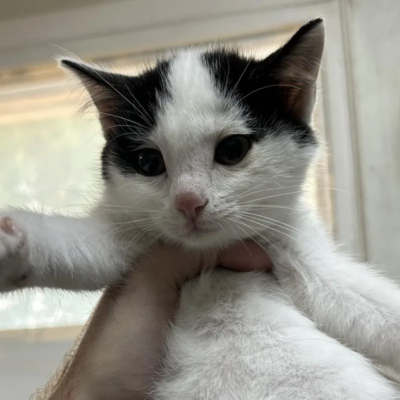 A baby small-sized male White Domestic Short Hair cat named Luigi for adoption in Denver, CO