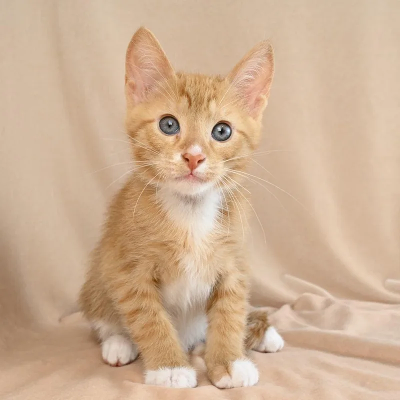 A baby small-sized male Orange / Red Domestic Short Hair cat named Liam for adoption in Mobile, AL