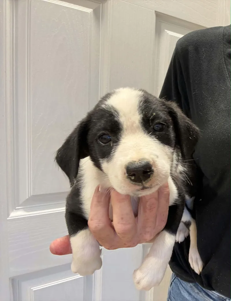 A baby small-sized female Border Collie dog named Pralines N Cream for adoption in Havertown, PA