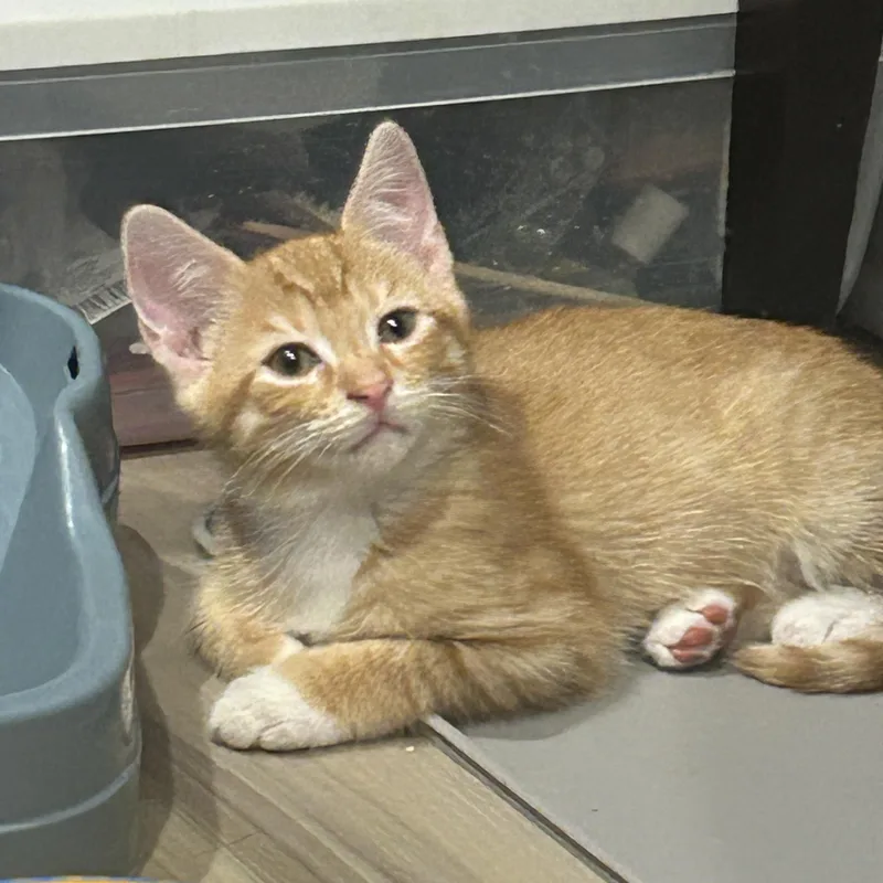 A baby medium-sized male Gray / Blue / Silver Domestic Short Hair cat named Binx and Duke for adoption in Fairfax, VA