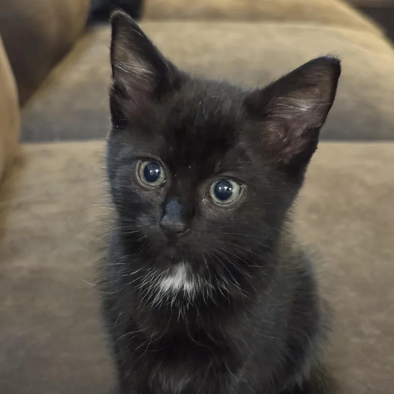 A baby small-sized female Domestic Medium Hair cat named Poosh for adoption in Tacoma, WA