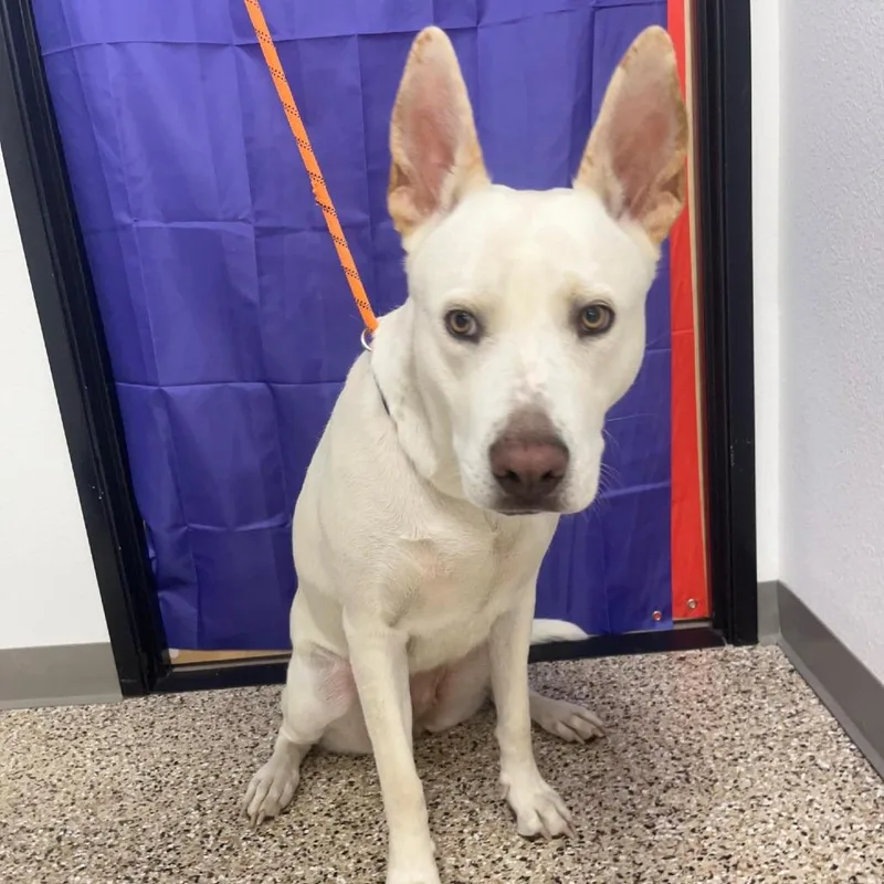 An adult large-sized female Shepherd dog named Charlie for adoption in Bullhead City, AZ