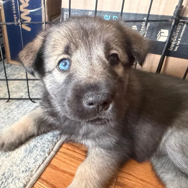 A baby small-sized female Husky dog named Nora for adoption in Silver Spring, MD