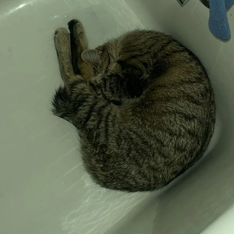 A young medium-sized female Brown / Chocolate Domestic Short Hair cat named Nugget for adoption in New York, NY