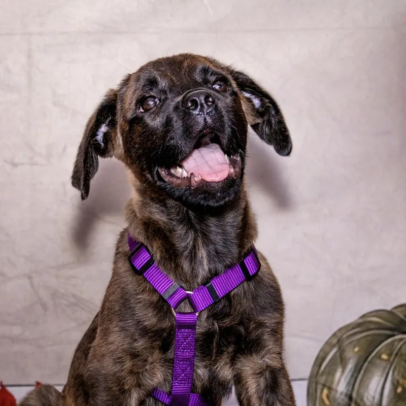 A baby small-sized female Boxer dog named Claire for adoption in Orlando, FL