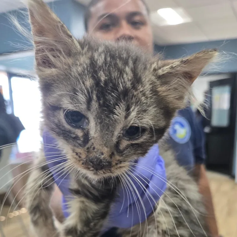A baby small-sized female Domestic Medium Hair cat named Crumble for adoption in Newark, NJ