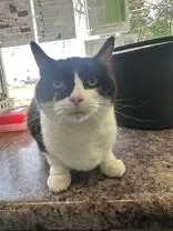 A senior medium-sized male Black & White / Tuxedo Domestic Short Hair cat named Checkers for adoption in Manitowoc, WI