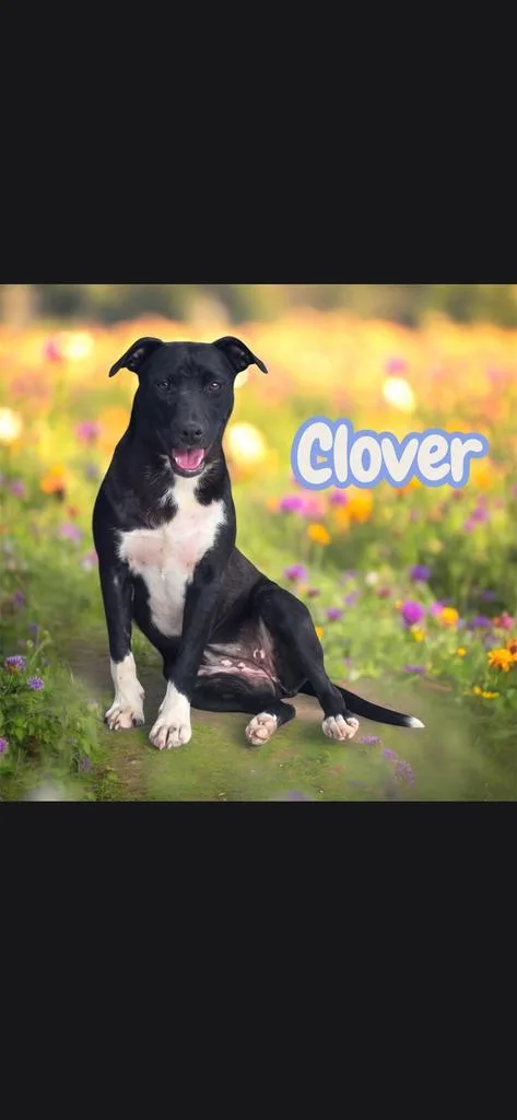 Clover
