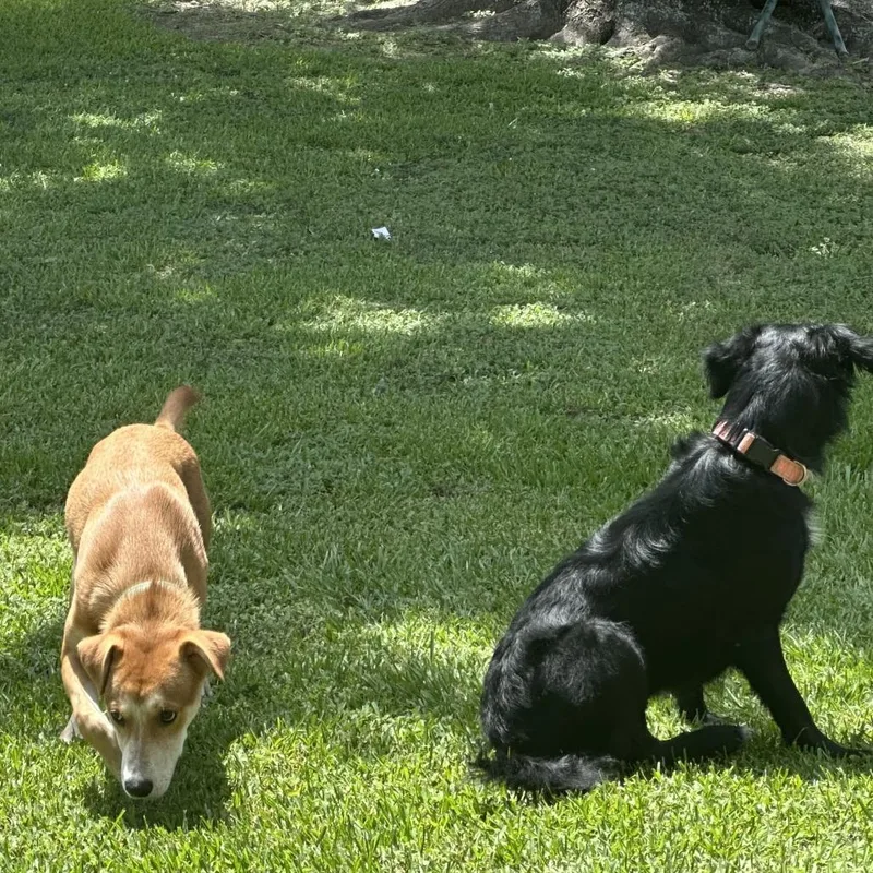 A young medium-sized female Yellow / Tan / Blond / Fawn Carolina Dog dog named Daphne for adoption in Webster, TX