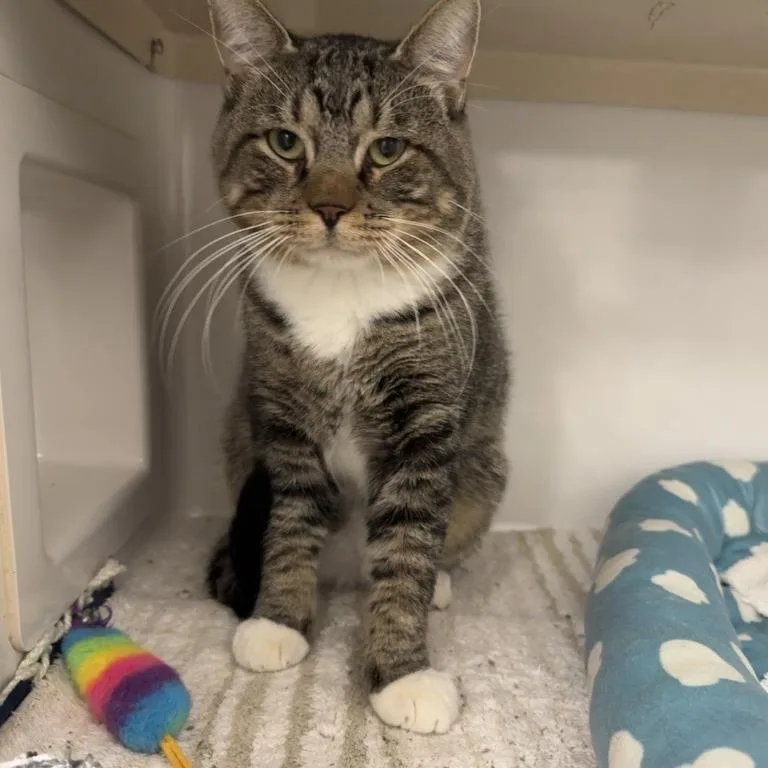 An adult large-sized male Brown / Chocolate Domestic Short Hair cat named Eli for adoption in Saint Louis, MO