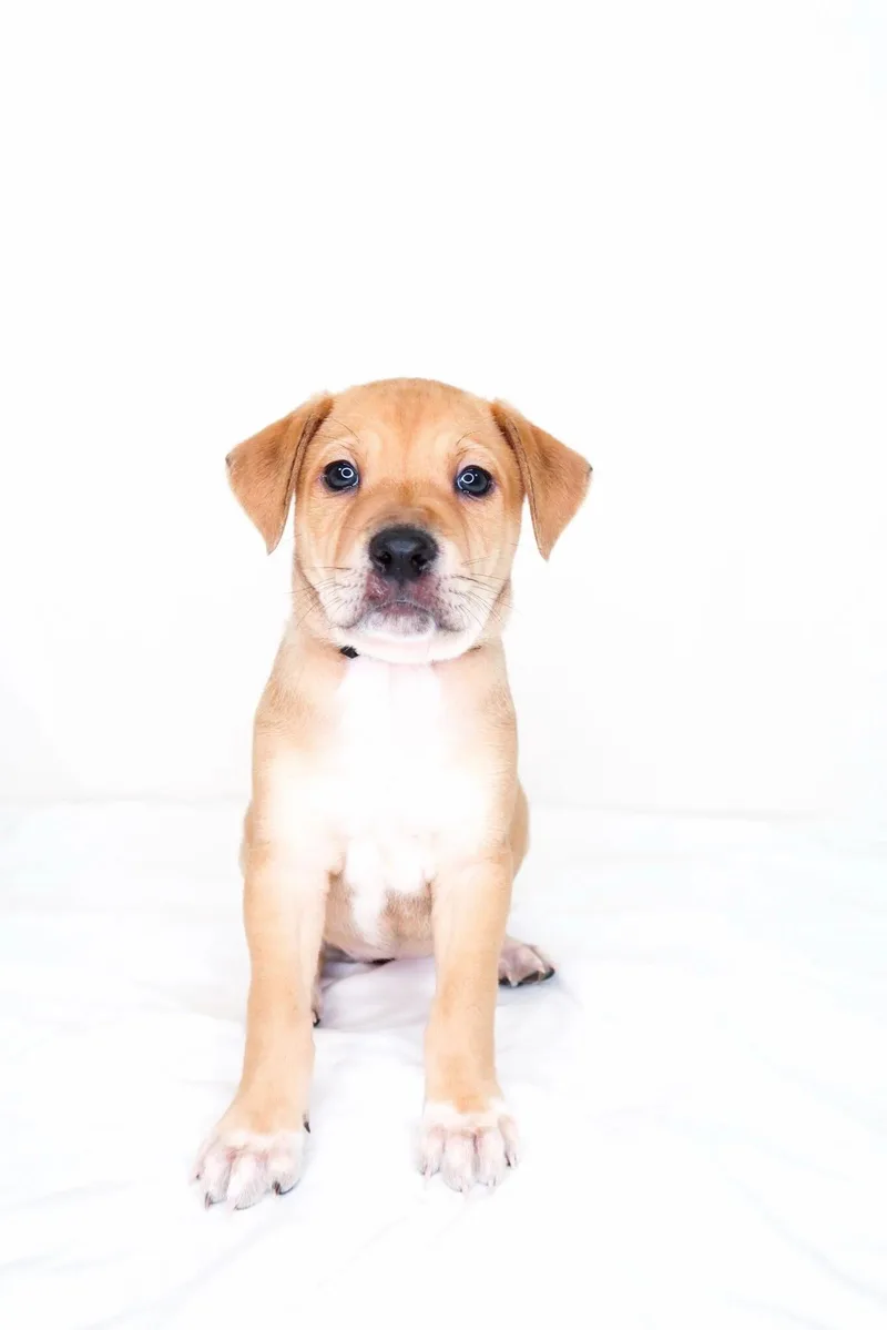 A baby medium-sized female Yellow / Tan / Blond / Fawn Wirehaired Terrier dog named Patsy Cline for adoption in Bixby, OK