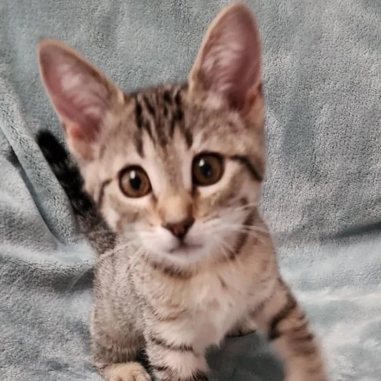 A baby small-sized female Brown / Chocolate Domestic Short Hair cat named Orange for adoption in Orangevale, CA