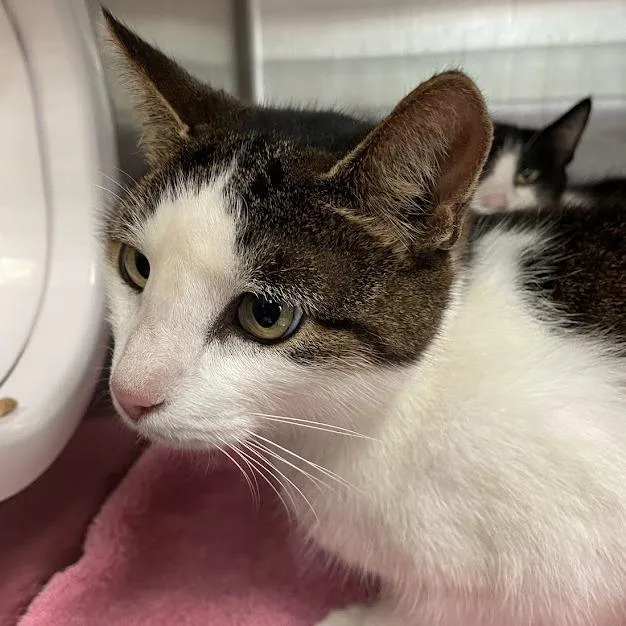 An adult small-sized male Brown / Chocolate Domestic Short Hair cat named C for adoption in Port Charlotte, FL
