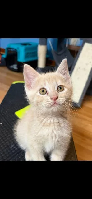 A baby medium-sized male Buff / Tan / Fawn Domestic Short Hair cat named Milo for adoption in Kenhorst, PA