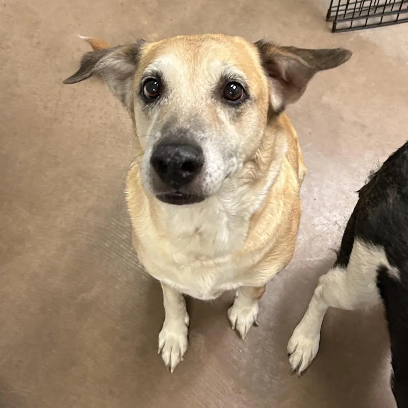 A senior medium-sized female Yellow / Tan / Blond / Fawn Mixed Breed dog named Leia w Rey for adoption in Flagstaff, AZ