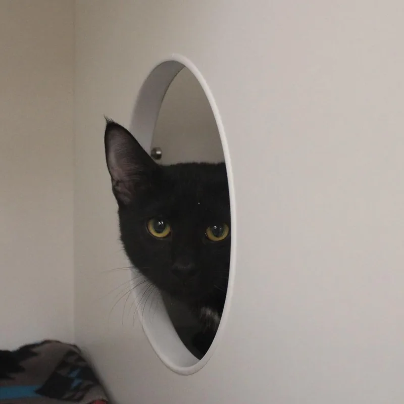 A young medium-sized male Domestic Short Hair cat named Batman for adoption in Champaign, IL