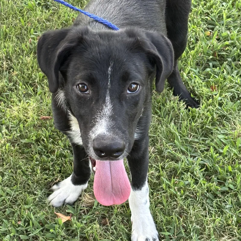 A young medium-sized male Black Retriever dog named Teddy for adoption in Chicopee, MA