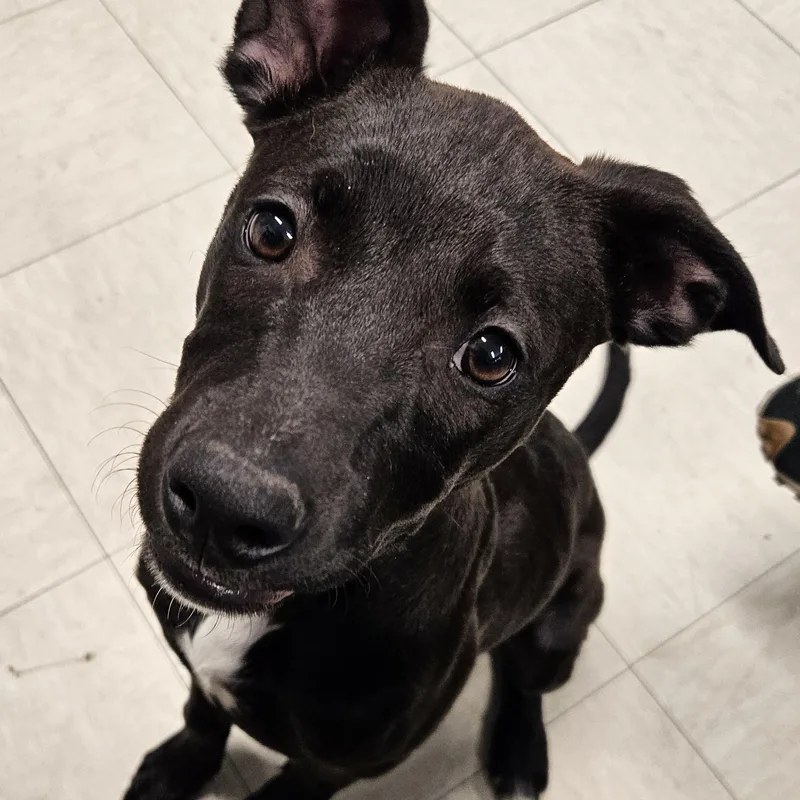 A young medium-sized female Bicolor Pit Bull Terrier dog named Maisie for adoption in The Dalles, OR