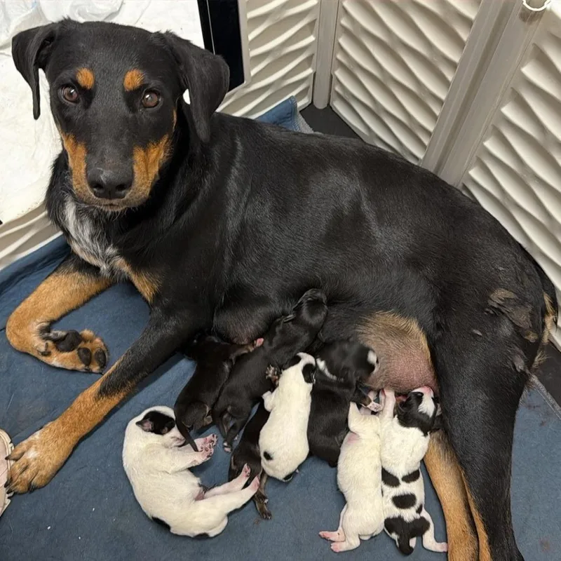 Baby female
