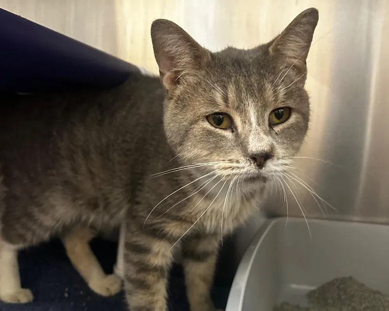 A senior medium-sized male Tabby (Gray / Blue / Silver) Domestic Short Hair cat named Highway Man for adoption in Raleigh, NC