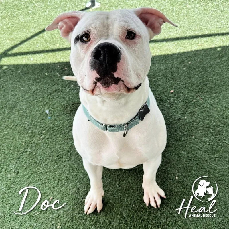 An adult large-sized male White / Cream American Bulldog dog named Doc for adoption in Youngwood, PA