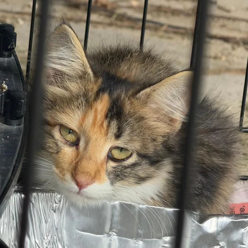 A baby small-sized female Calico Domestic Medium Hair cat named Found Volga IA for adoption in Rochester, MN