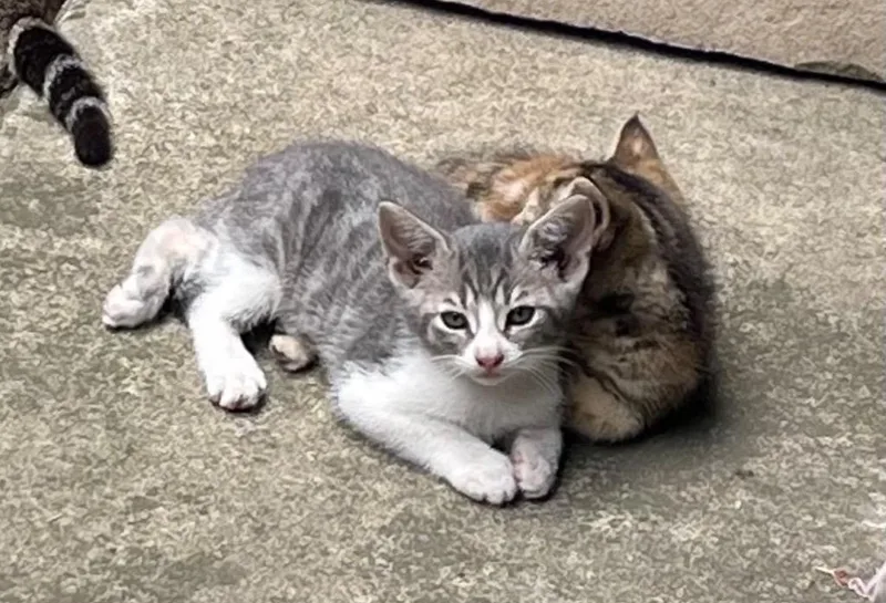 A baby medium-sized male Tabby cat named Gray for adoption in San Antonio, TX