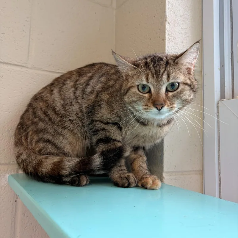 An adult medium-sized female Black Domestic Short Hair cat named Brie for adoption in Franklin, NC