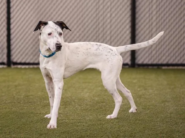 An adult large-sized female English Pointer dog named Godzilla Marie for adoption in San Diego, CA