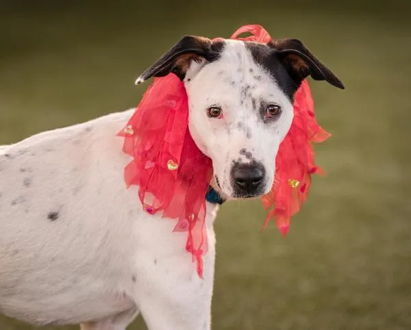 Godzilla Marie thumbnail 2