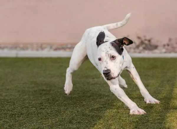 Godzilla Marie thumbnail 4