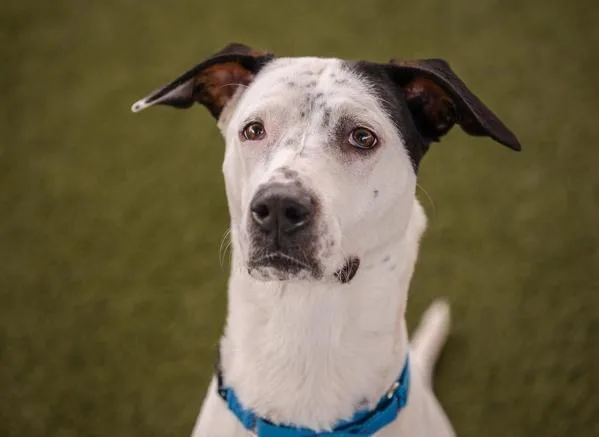 Godzilla Marie thumbnail 5