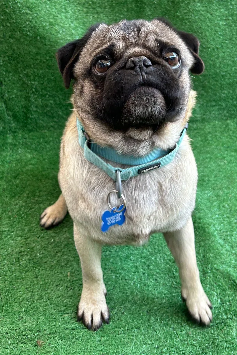 An adult small-sized male Apricot / Beige Pug dog named Nacho for adoption in San Ysidro, CA