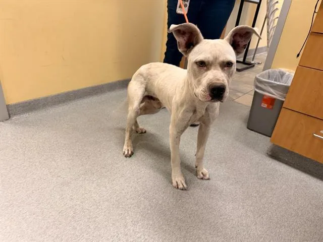 A young medium-sized male Boxer dog named Kabutops for adoption in Tustin, CA