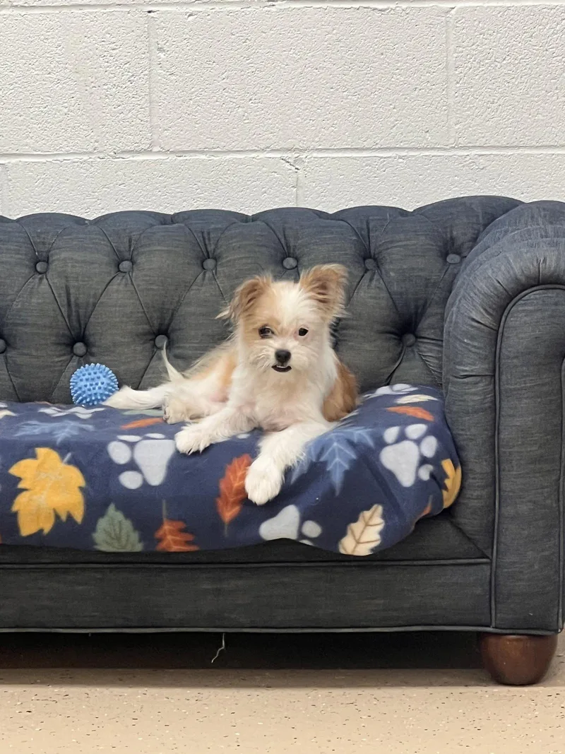 Maggie thumbnail 2