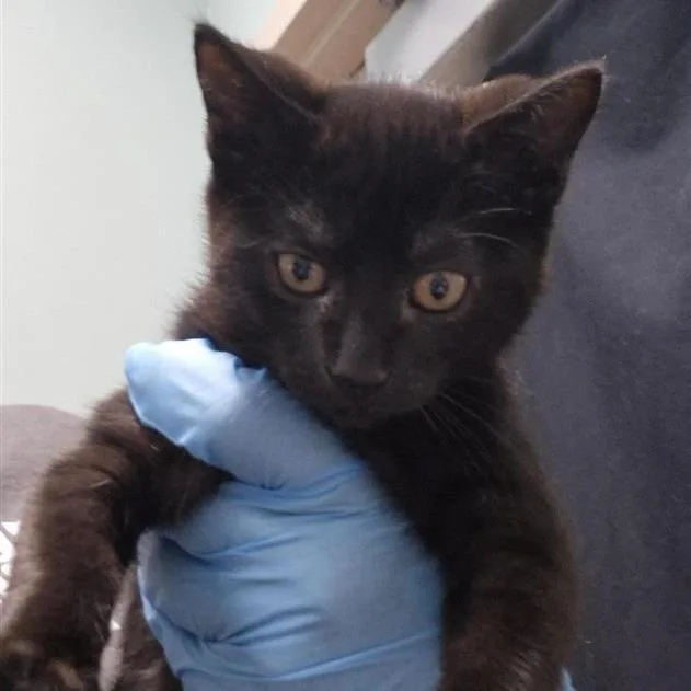A baby small-sized female Black Domestic Short Hair cat named Teenie for adoption in Tacoma, WA