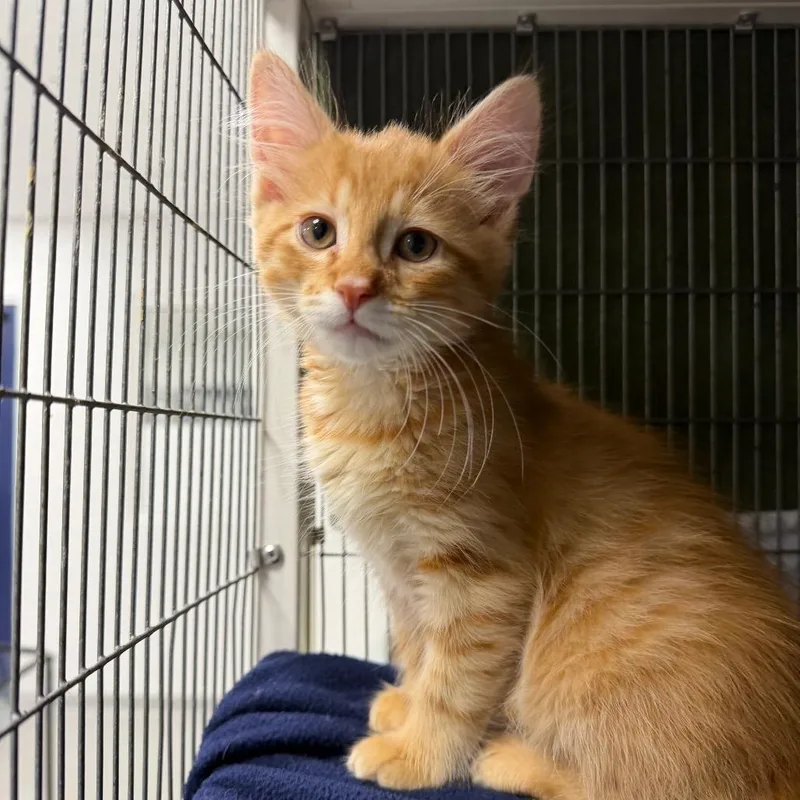 A baby small-sized male Orange / Red Domestic Short Hair cat named Cider for adoption in Hampton Bays, NY