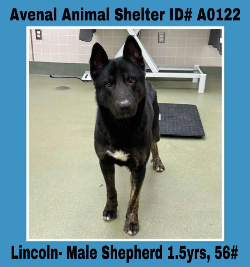 A young large-sized male Black German Shepherd Dog dog named Lincoln for adoption in Avenal, CA