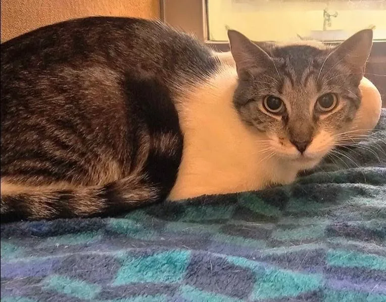 A young medium-sized female Gray & White Domestic Short Hair cat named Irina for adoption in Pearland, TX