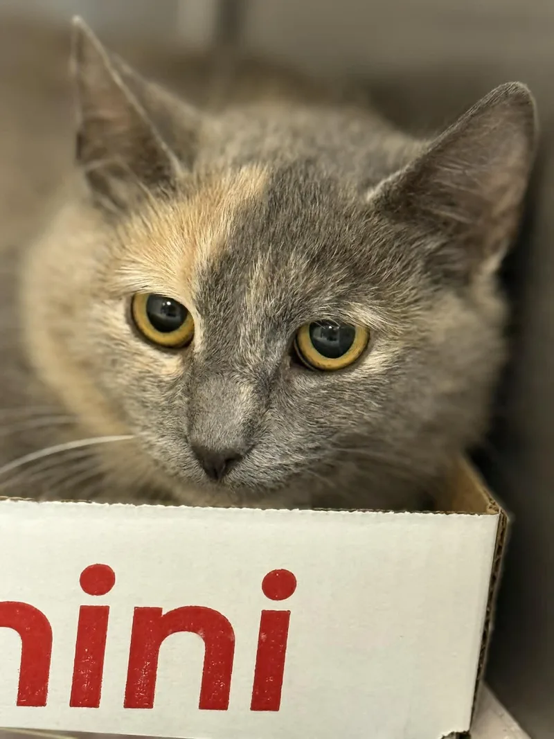 An adult medium-sized female Dilute Calico Domestic Short Hair cat named Tanya for adoption in Orange, VA
