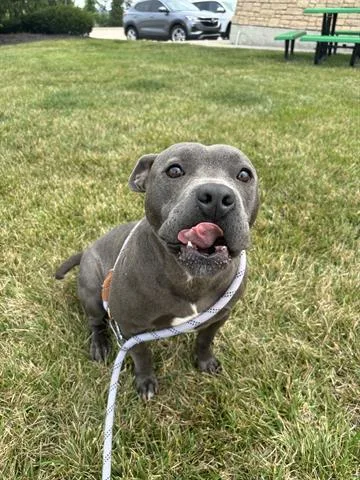 A young medium-sized male Staffordshire Bull Terrier dog named Kronk for adoption in Dayton, OH