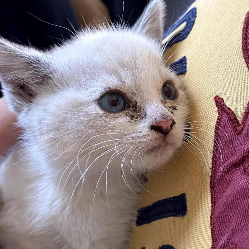 Blanca
