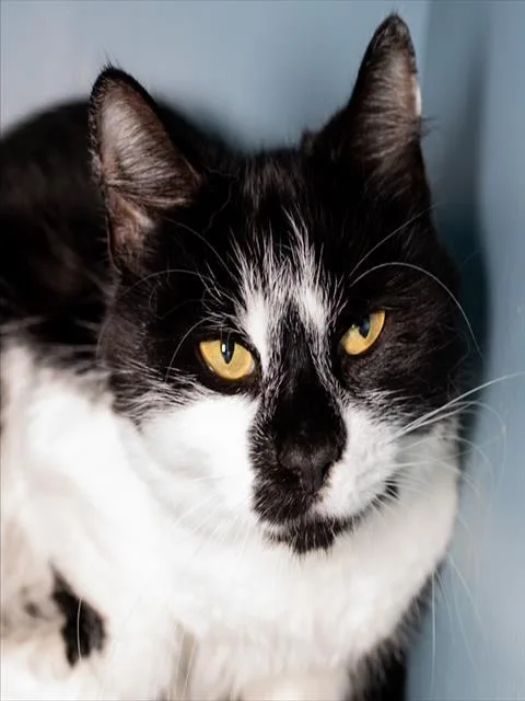 An adult medium-sized female Domestic Short Hair cat named Cookie for adoption in Boston, MA