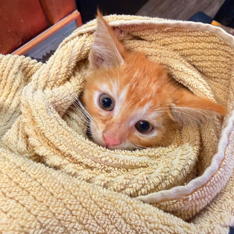 A baby small-sized male Orange / Red Domestic Short Hair cat named Tony for adoption in Evensville, TN