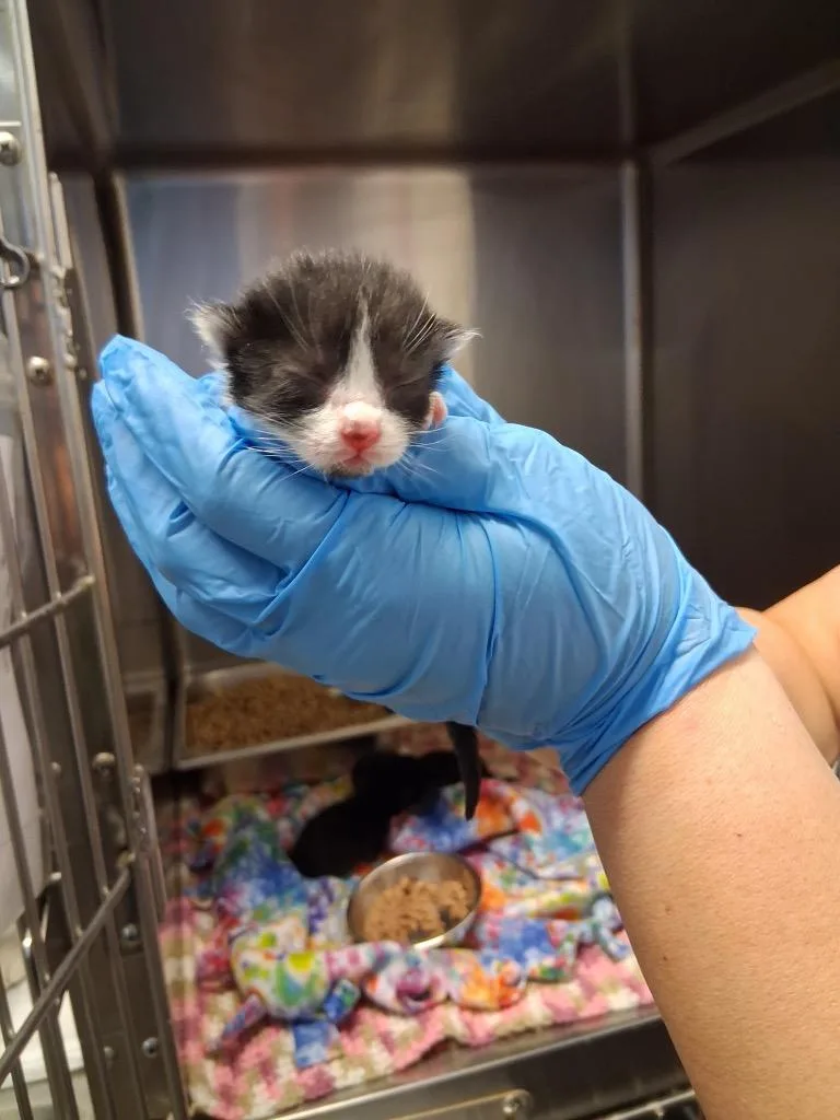 A baby small-sized male Domestic Short Hair cat named Greta for adoption in Brownwood, TX