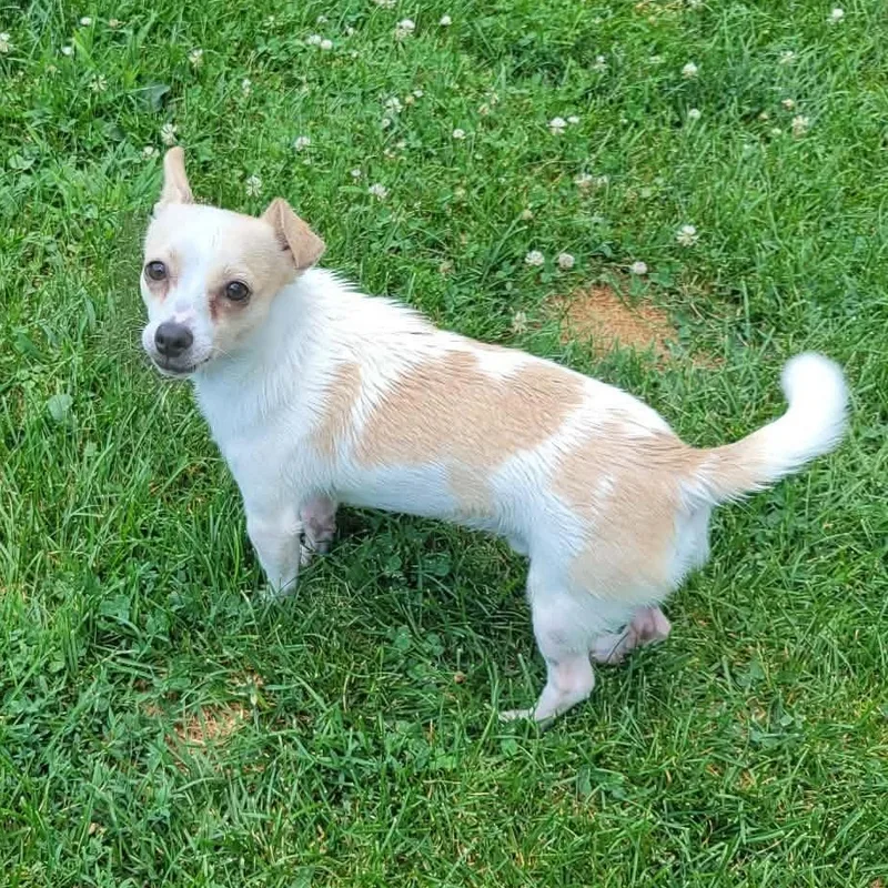 A young small-sized male White / Cream Chihuahua dog named Kujo for adoption in Oregon, WI